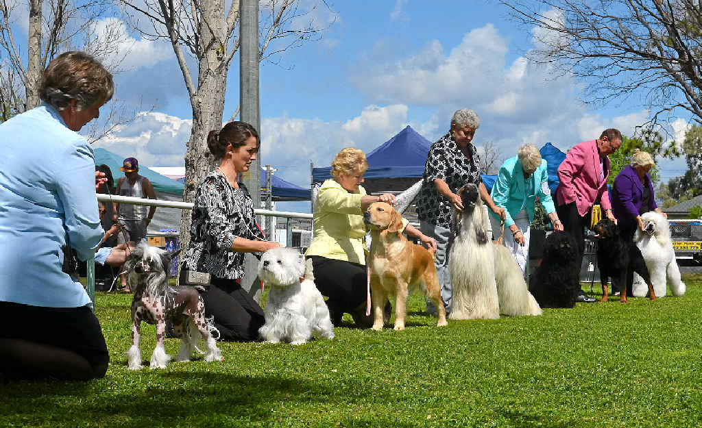 The seven group winners lined up for the judging of Best in Show at the Darling Downs Kennel Club Show yesterday. The seven group winners lined up for the judging of Best in Show at the Darling Downs Kennel Club Show yesterday.